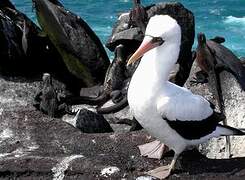 Nazca Booby