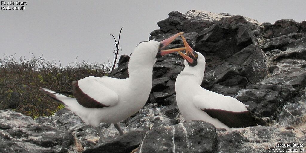 Nazca Boobyadult breeding