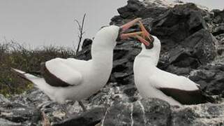 Nazca Booby