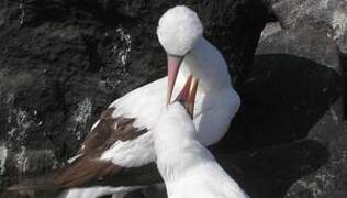 Nazca Booby