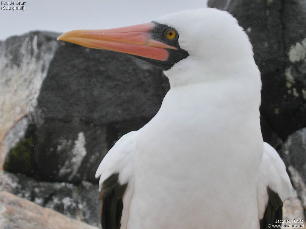 Nazca Boobyadult breeding