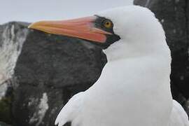 Nazca Booby