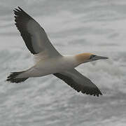 Cape Gannet