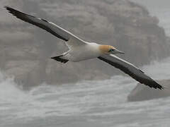 Cape Gannet