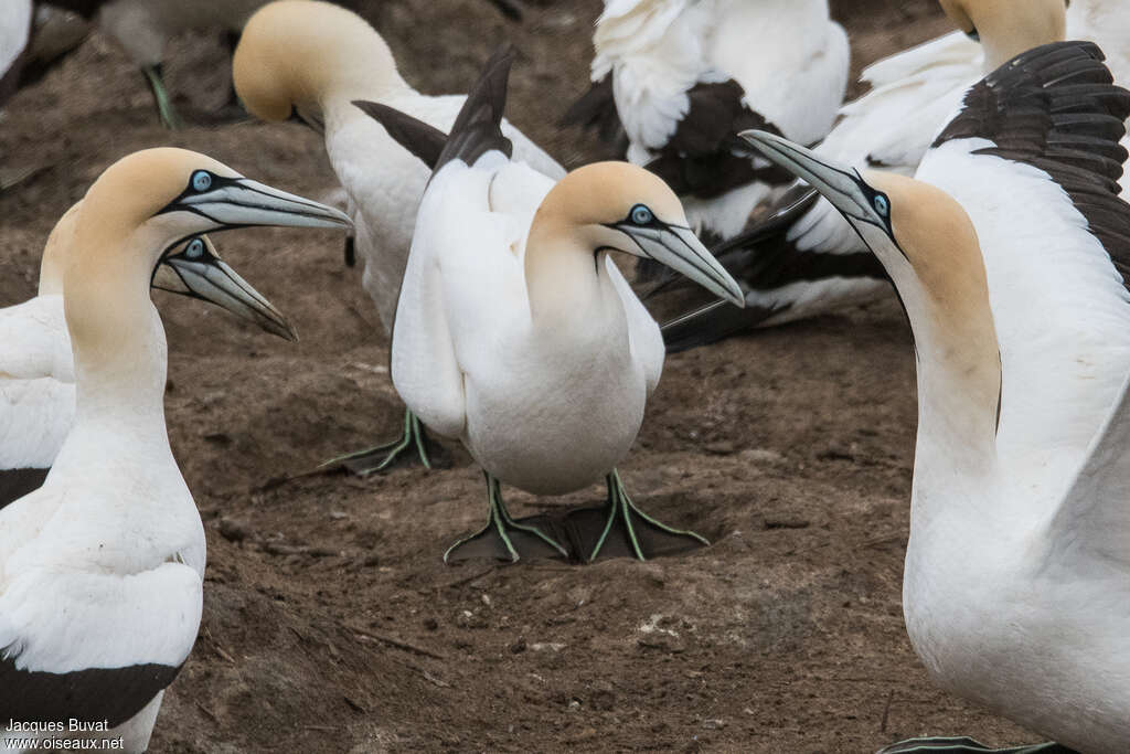 Cape Gannetadult breeding, identification