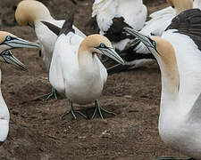 Cape Gannet