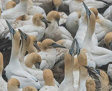 Cape Gannet