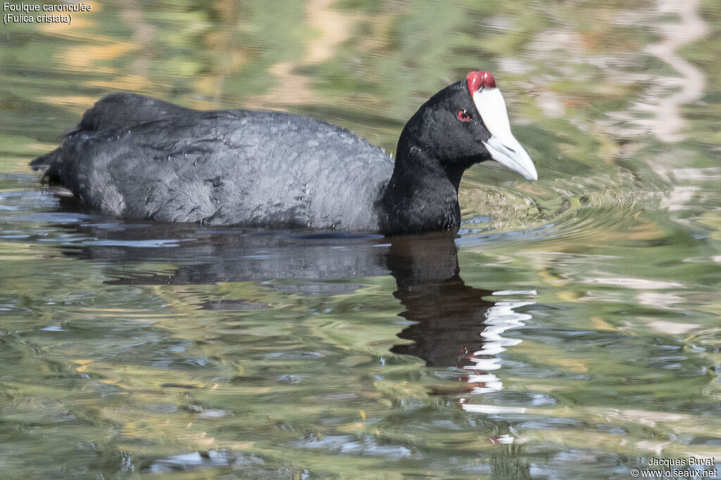 Red-knobbed Cootadult, identification, close-up portrait, habitat, aspect, pigmentation, swimming