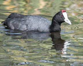 Foulque caronculée