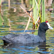 Red-knobbed Coot