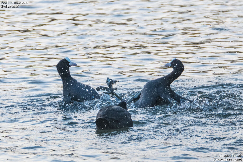 Eurasian Cootadult