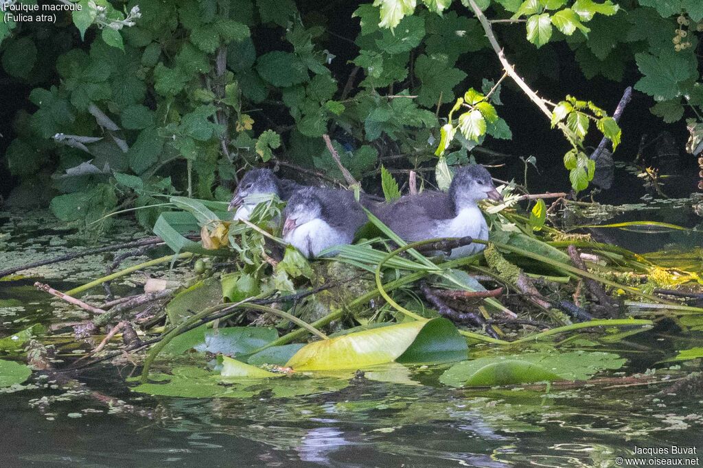 Eurasian Coot, habitat, aspect, pigmentation, Reproduction-nesting