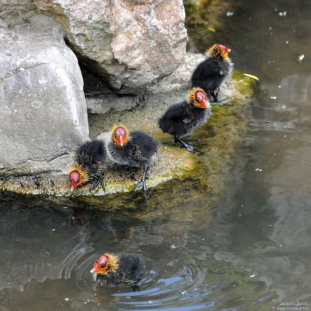 Eurasian CootPoussin, aspect, pigmentation