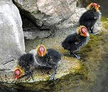 Eurasian Coot