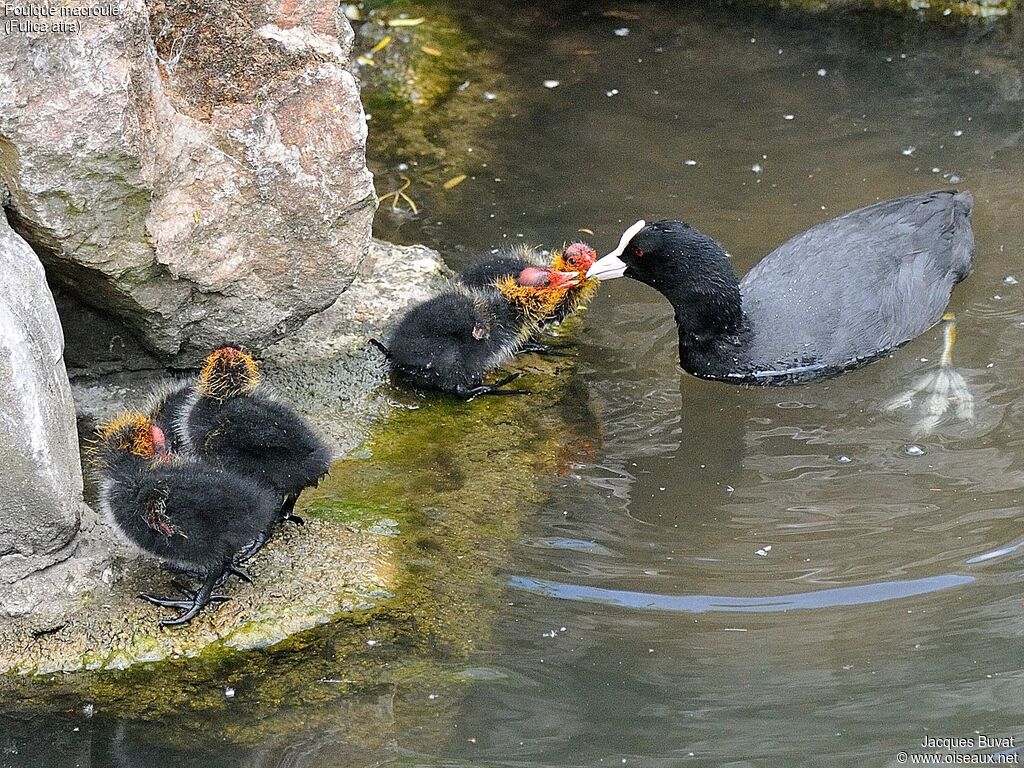 Eurasian Coot, aspect, pigmentation, eats, Reproduction-nesting