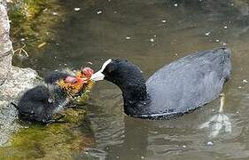 Eurasian Coot