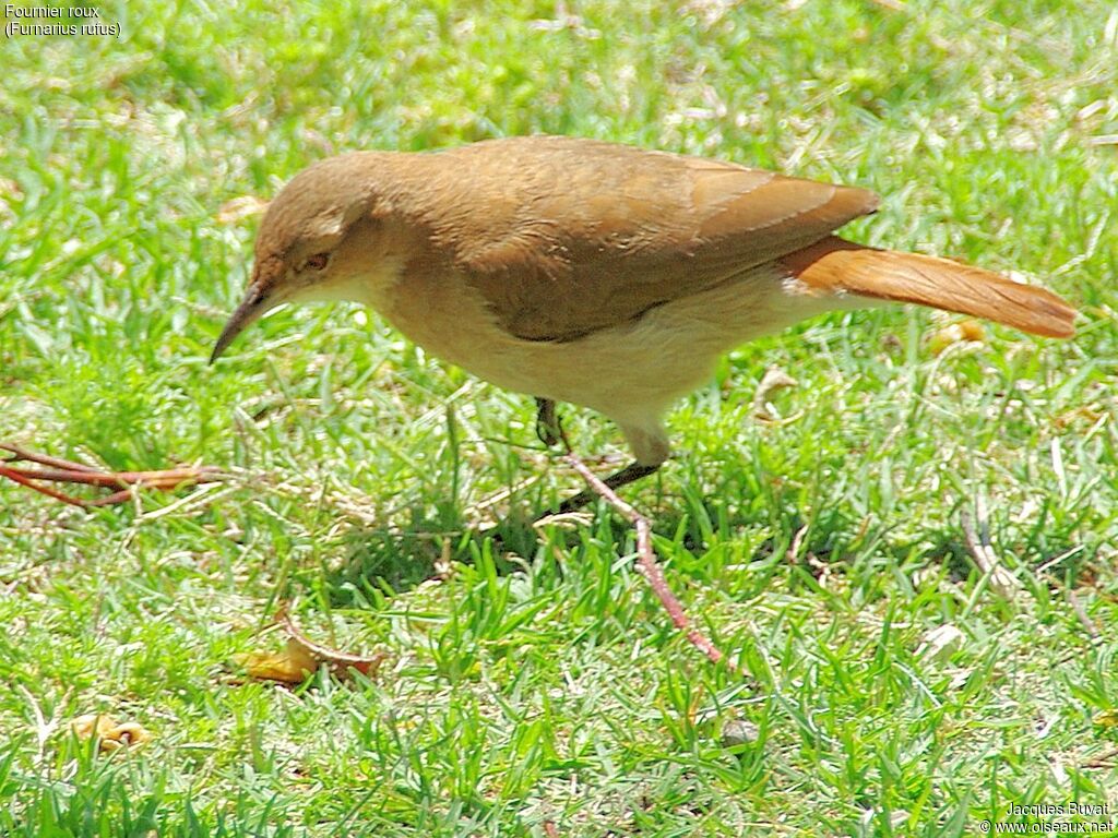 Rufous Horneroadult, identification, aspect, pigmentation, eats