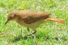 Rufous Hornero