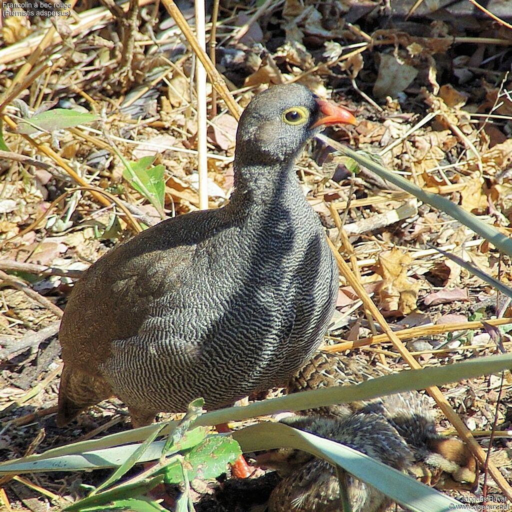 Red-billed Spurfowl