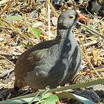 Francolin à bec rouge