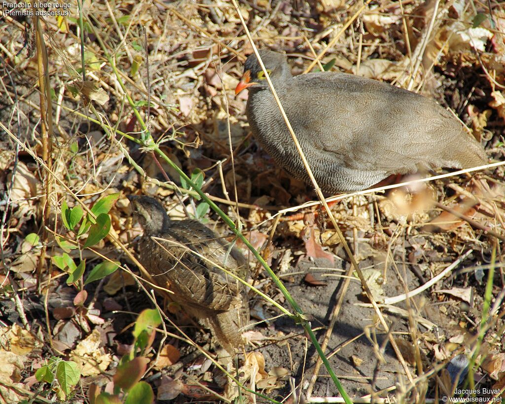 Francolin à bec rouge, identification, composition, pigmentation