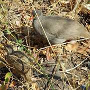 Red-billed Spurfowl