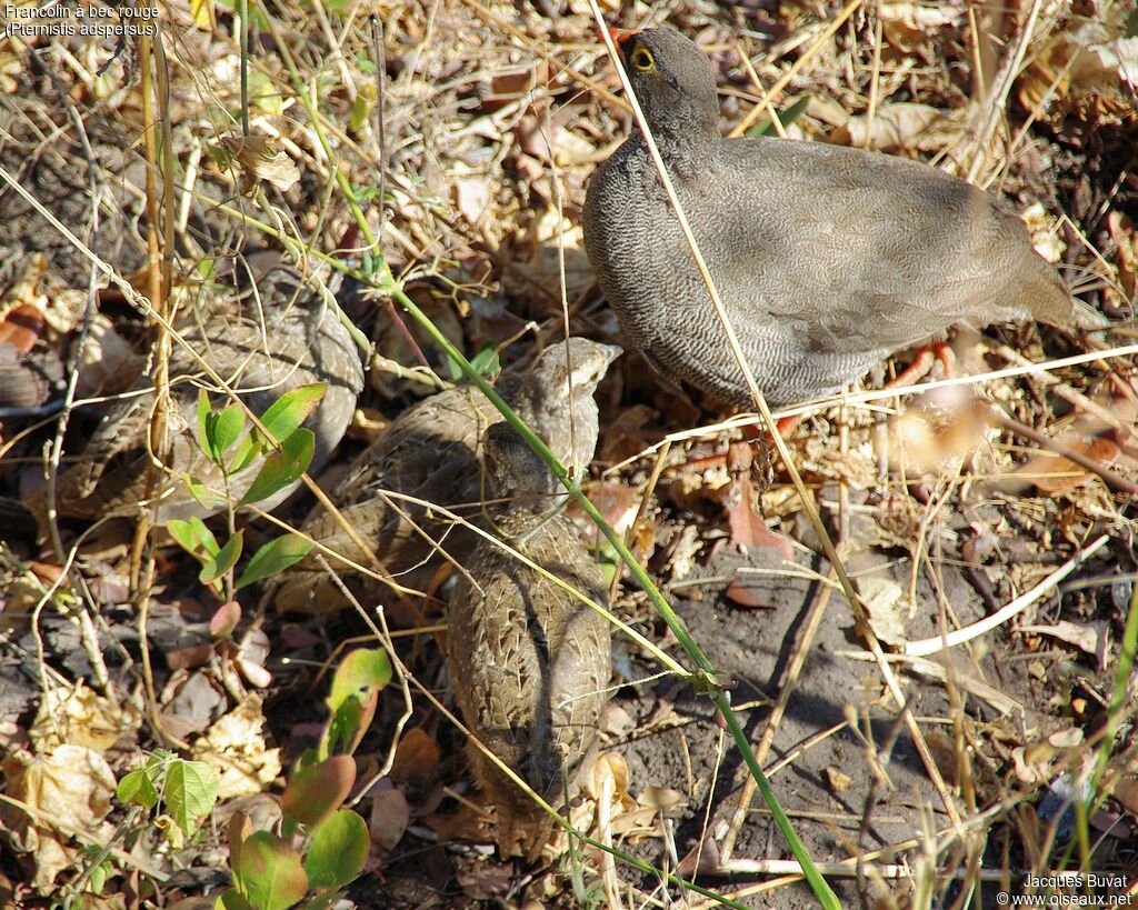 Francolin à bec rouge, habitat, composition, pigmentation