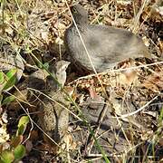 Red-billed Spurfowl