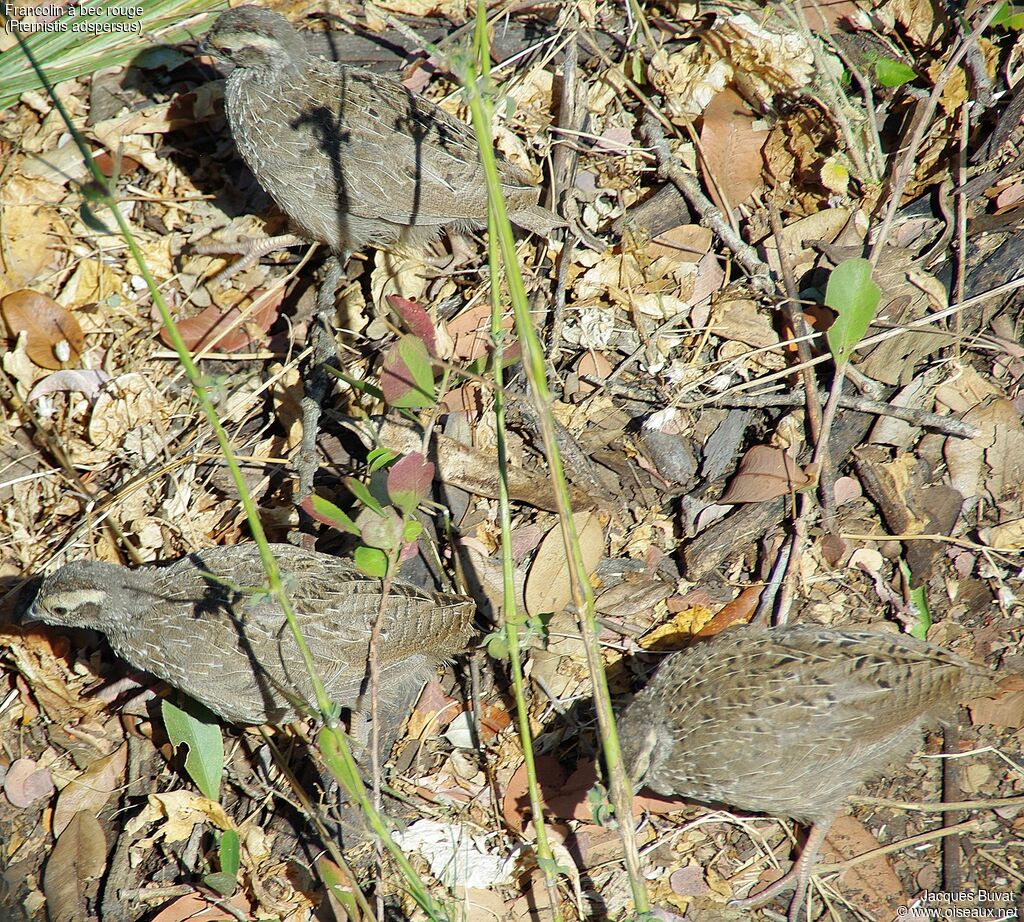 Francolin à bec rouge, identification, composition, pigmentation