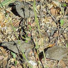 Francolin à bec rouge