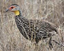 Francolin à cou jaune