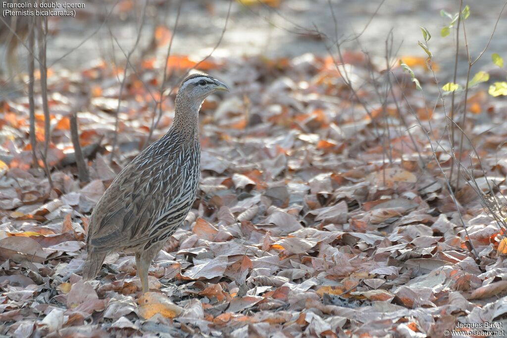 Francolin à double éperonimmature