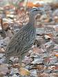 Francolin à double éperon