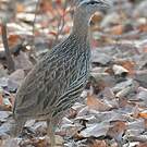 Francolin à double éperon