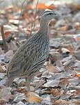 Francolin à double éperon