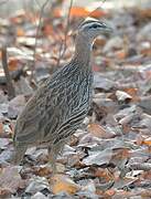 Double-spurred Francolin