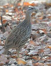 Francolin à double éperon