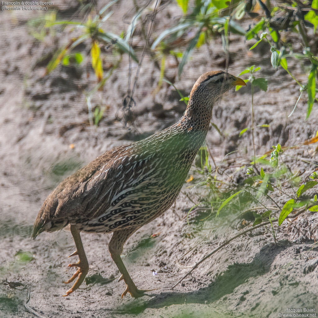 Double-spurred Francolin female adult, close-up portrait, aspect, pigmentation, walking