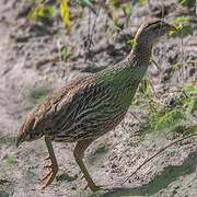 Double-spurred Francolin