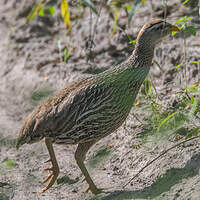 Francolin à double éperon