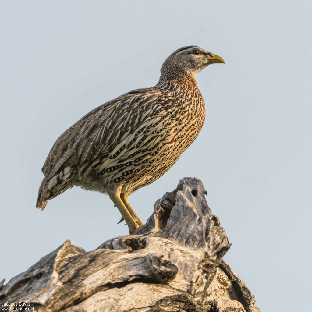 Francolin à double éperon mâle adulte, composition, pigmentation, Comportement