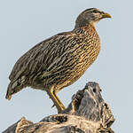 Francolin à double éperon