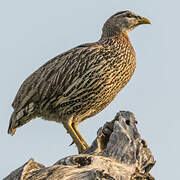 Double-spurred Francolin