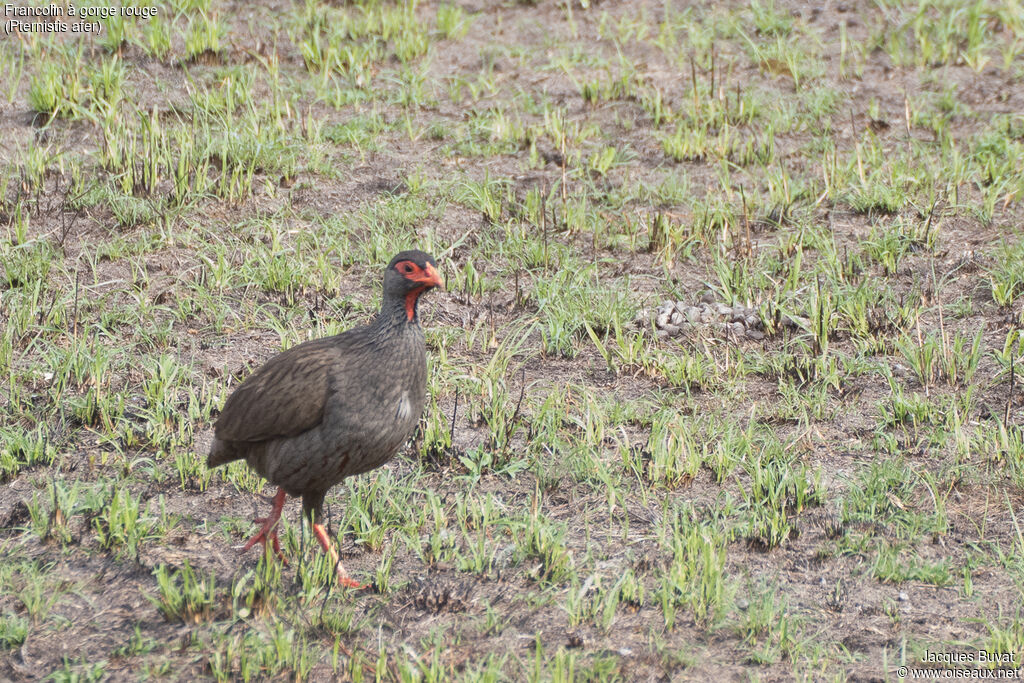 Francolin à gorge rougeadulte