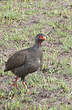 Francolin à gorge rouge