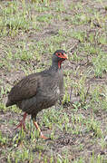 Red-necked Spurfowl