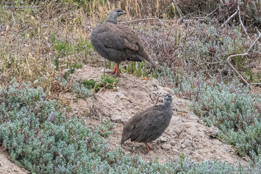 Francolin criardadulte