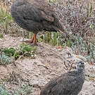 Francolin criard