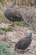 Cape Spurfowl