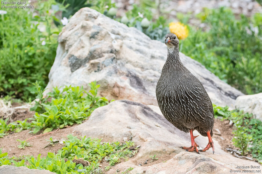 Francolin criard mâle adulte